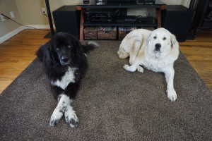 Two woofers are better!